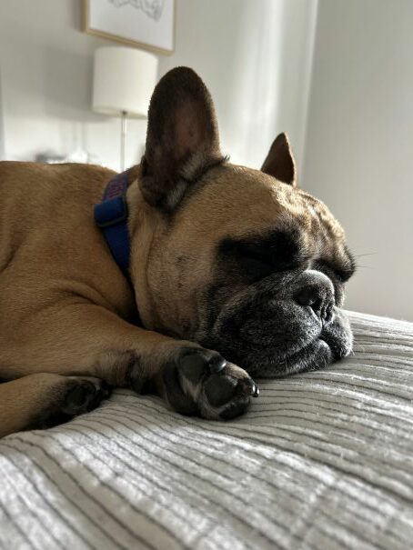 Karen Manczko’s dog, Paulie