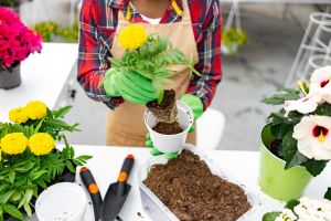Garden wearing green gloves placing a plant into a flower pot.
