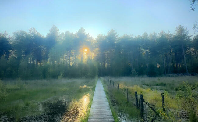 A path through a forested pond